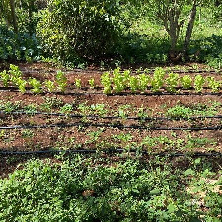 Encantadora Villa Maya Tradicional En Rancho Agroecologico Tzucacab Ngoại thất bức ảnh