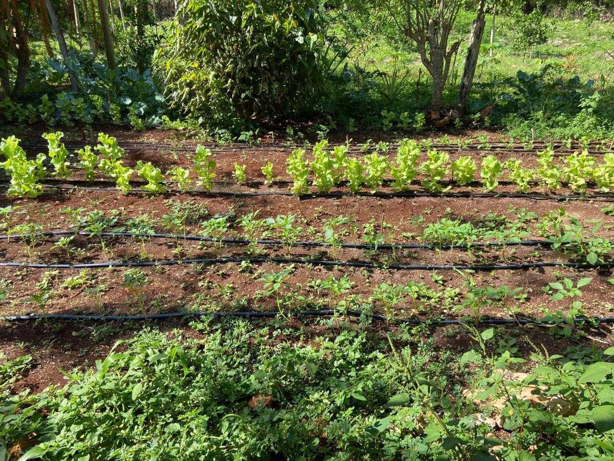 Encantadora Villa Maya Tradicional En Rancho Agroecologico Tzucacab Ngoại thất bức ảnh