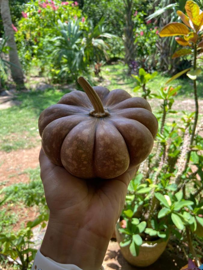 Encantadora Villa Maya Tradicional En Rancho Agroecologico Tzucacab Ngoại thất bức ảnh